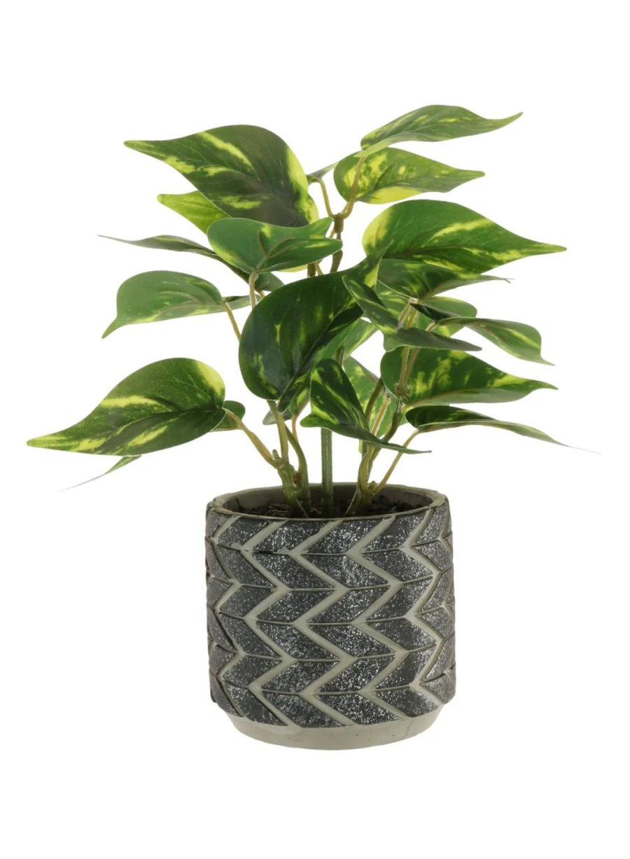 Potted Philodendron Arrangement